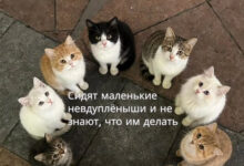 Photo of Вопрос к знатокам: что будет с проектом, если на ответственного за всё вдруг упал кирпич — 10.04.26 11:56